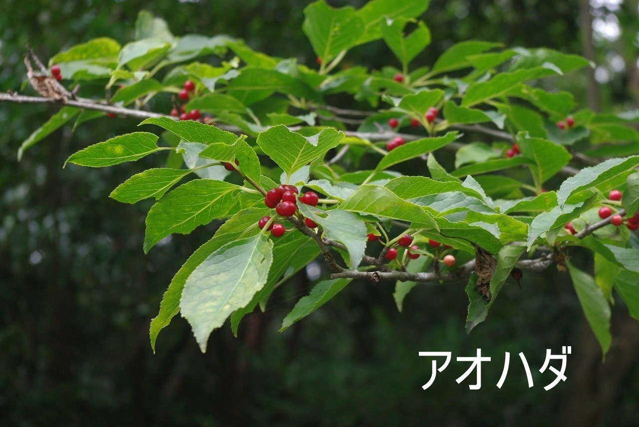 赤い実のなる木4種 ジジのウォーキングライフ